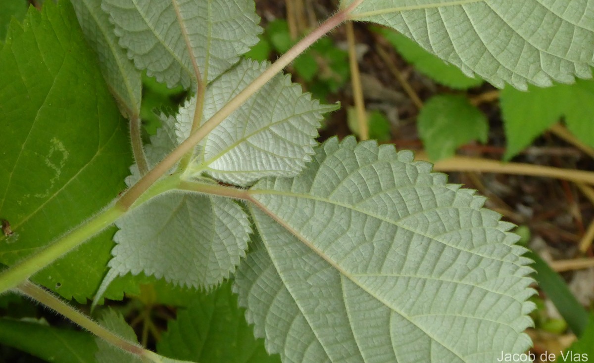 Boehmeria nivea (L.) Gaudich.